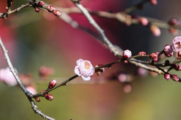 plum-blossom-662144_640.jpg